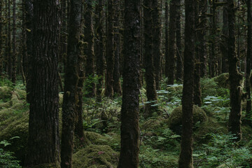 Mossy overgrown forest at Mendenhall Glacier in Tongass National Forest in Juneau Alaska