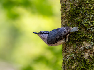 森の中で樹木の幹を移動しながら周りを見渡しているゴジュウカラ
