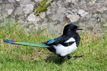 Magpie