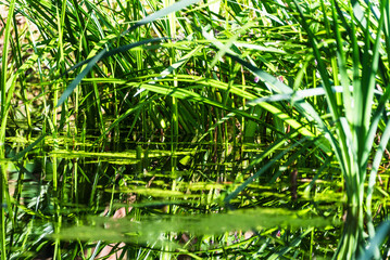 Common calamus, rush, bulrush on bank of the countryside pond. Acorus calamus also called sweet flag or calamus. Green background.