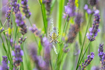 Selective focus on purple lavender flowers on blur background. Lavender field under the sunset, summer in Poland.