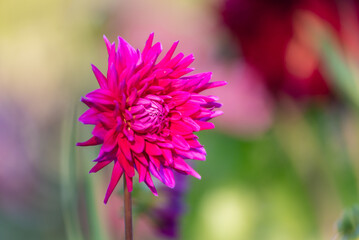 Obraz premium Gorgeous dahlia flower in real garden. Shallow depth of field.
