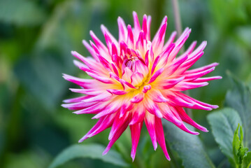 Obraz premium Gorgeous dahlia flower in real garden. Shallow depth of field.