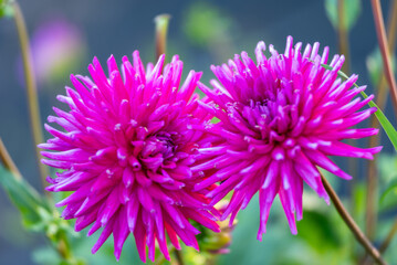 Obraz premium Gorgeous dahlia flower in real garden. Shallow depth of field.