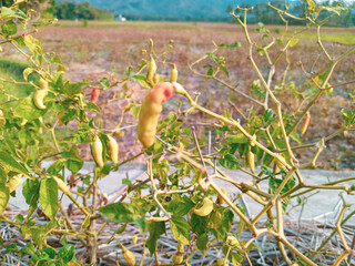 A cayenne plant that bears heavy fruit and is starting to ripen