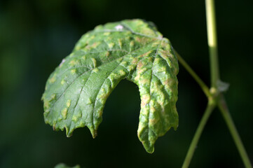 Leaf of grapes damaged by a spider mite (Colomerus vitis). Pests of grapes. Selective focus.