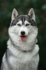 Fototapeta premium A Siberian Husky stands with a happy expression, facing the camera. The dog bright demeanor contrasts with the soft, blurred background.