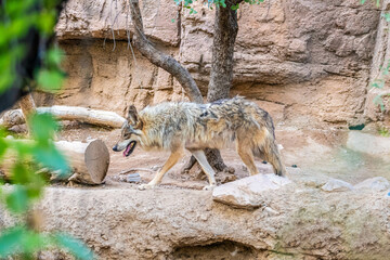 Fototapeta premium A Mexican Gray Wolf in Tucson, Arizona
