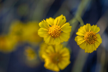 A flowering cactus in Saguaro NP, Arizona