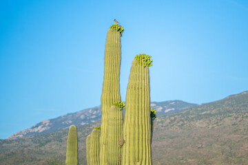 A long slender Saguaro Cactus in Tucson, Arizona