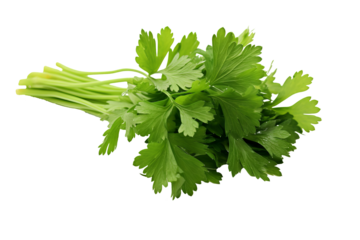 Vibrant coriander PNG with transparent background for culinary illustrations, digital art, and herb-themed creative projects