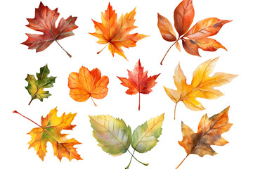 Fototapeta premium Watercolor autumn yellow leaves and plants collection isolated on white background