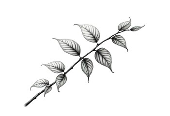 A sketch of a branch with several leaves
