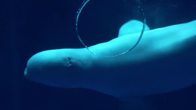 Beluga whale, Delphinapterus leucas, creates a bubble ring underwater. Closeup shot of White whale. 4K
