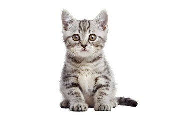 Fototapeta premium cute cat collection isolated on white transparent background british shorthair silver tabby kitten breed purebred