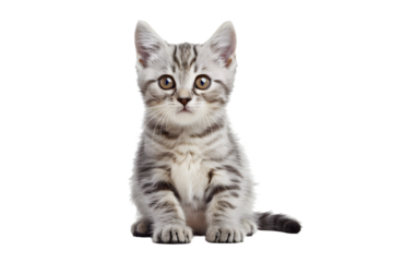 cute cat collection isolated on white transparent background british shorthair silver tabby kitten breed purebred