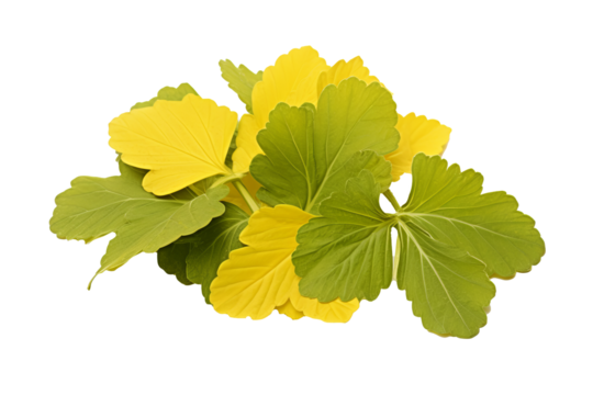 Fresh mustard leaves isolated on transparent background, high-quality PNG for food and culinary design projects, featuring lush green leaves with detailed texture and natural organic appeal