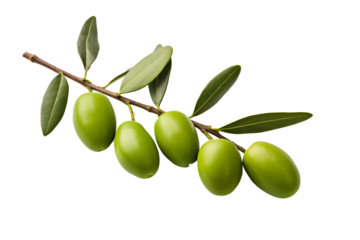 High-quality PNG of a fresh green olive with detailed texture isolated on transparent background for food design and culinary projects.