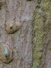 Beautiful close-up of the bark of erythrina abyssinica