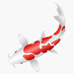Koi fish Cartoon isolated on white background. Vector illustration. 