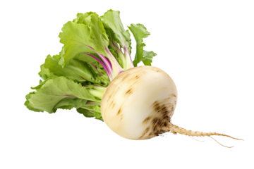 Fresh whole turnip isolated on transparent background, ideal for healthy food illustrations, digital art projects, and culinary design elements