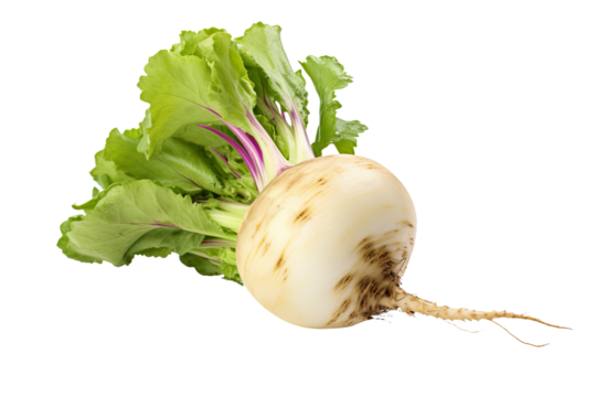 Fresh whole turnip isolated on transparent background, ideal for healthy food illustrations, digital art projects, and culinary design elements