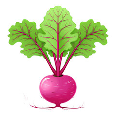 art of beetroot with leaf on transparent background