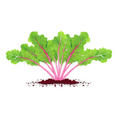art of beetroot with leaf on transparent background