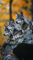 Pack of wolves staring with intense gaze