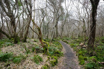 dreary winter forest with pathway