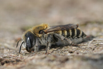Detailed closeup on a mediterranean female Bisulcate Small-Mason bee, Hoplitis bisulca