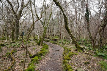 dreary winter forest with pathway