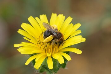 Closeup on a female Eucera nigrifacies in a yellow flower, Gard, France