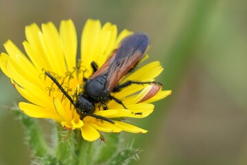 Closeup on a hairy black and yellow European Scoliid wasp, Scolia sexmaculata feeding on a yellow flower in Gard, France