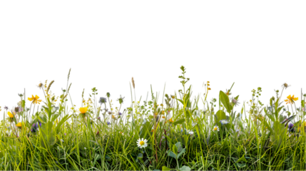 grass and flowers