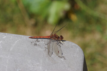 Common darter (Sympetrum striolatum), family Libellulidae resting on a weathered gray plastic garden table. Dutch faded garden in the background. Summer, August. Netherlands