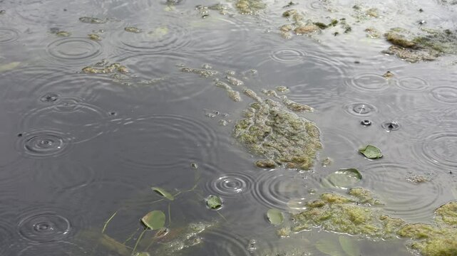 Close-up of raindrops creating ripples on a pond surface covered with algae and floating lily pads.