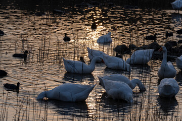 Obraz premium gooses swimming in a lake