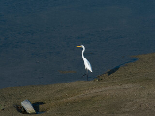 大和川中州のダイサギ