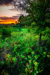 Summer sunrise in the forest . Woodlands at summer . Landscape with beautiful forest and trees , purple sky , sunrise in the sky . Green woods , morning forest . Mystery landscape . Wild nature 