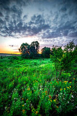 Summer sunrise in the forest . Woodlands at summer . Landscape with beautiful forest and trees , purple sky , sunrise in the sky . Green woods , morning forest . Mystery landscape . Wild nature 