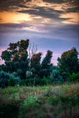 Summer sunrise in the forest . Woodlands at summer . Landscape with beautiful forest and trees , purple sky , sunrise in the sky . Green woods , morning forest . Mystery landscape . Wild nature 