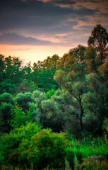 Summer sunrise in the forest . Woodlands at summer . Landscape with beautiful forest and trees , purple sky , sunrise in the sky . Green woods , morning forest . Mystery landscape . Wild nature 
