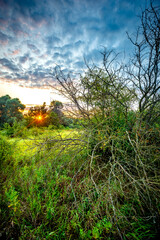 Summer morning landscape , field in forest . Green field near the forest , grass . Beautiful sky , clouds in the sky , landscape witn forest and field , green grass green trees . Sunlights