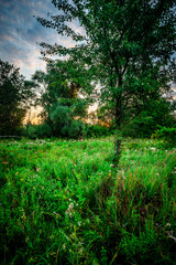 Summer morning landscape , field in forest . Green field near the forest , grass . Beautiful sky , clouds in the sky , landscape witn forest and field , green grass green trees . Sunlights