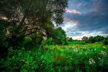 Big green grass on trees in forest , summer sunrise and morning in woodlands . Beautiful sky , a lot of grass , sunlight . Wild naure at summer morning , green colors. Trees covered by grass 