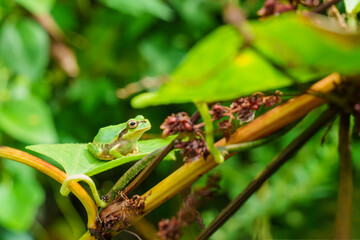 空を見上げるアマガエル