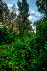 Big green grass on trees in forest , summer sunrise and morning in woodlands . Beautiful sky , a lot of grass , sunlight . Wild naure at summer morning , green colors. Trees covered by grass 