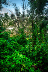 Big green grass on trees in forest , summer sunrise and morning in woodlands . Beautiful sky , a lot of grass , sunlight . Wild naure at summer morning , green colors. Trees covered by grass 