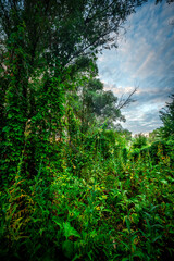 Big green grass on trees in forest , summer sunrise and morning in woodlands . Beautiful sky , a lot of grass , sunlight . Wild naure at summer morning , green colors. Trees covered by grass 